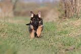 BERGER ALLEMAND 585